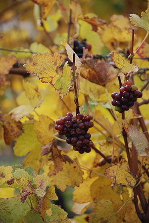 Autumn Grapes