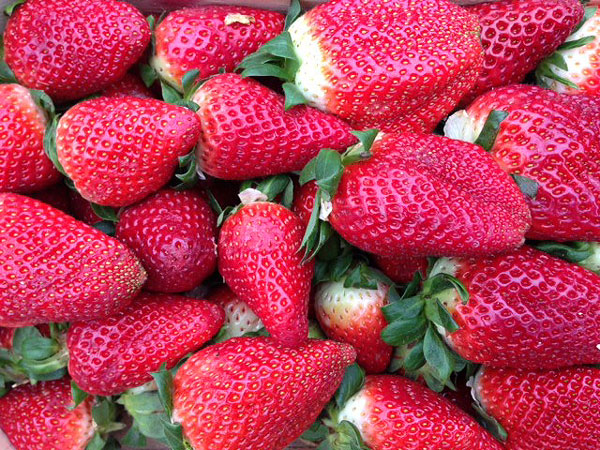 fraises - strawberries