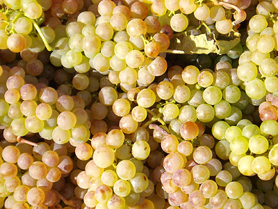 Grappling with Grape Varieties