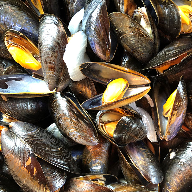 moules mariniere - mussels